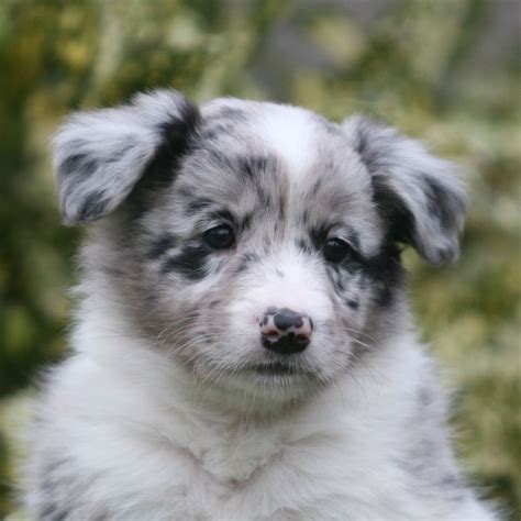 Loyal dogs are. . Australian shepherd border collie for sale